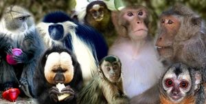 פארק הקופים - תמונה מהאתר